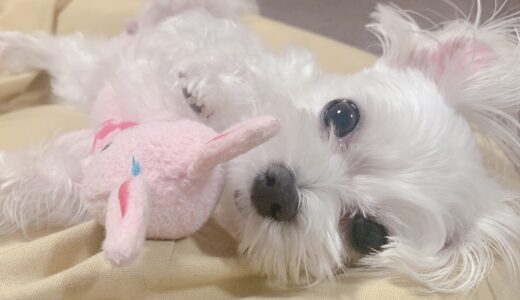 はじめまして！